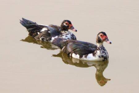 鸳鸯鸭好养吗?_养鸭