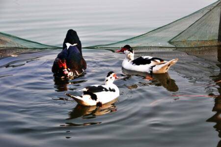 鸳鸯鸭几个月开始下蛋?_养鸭
