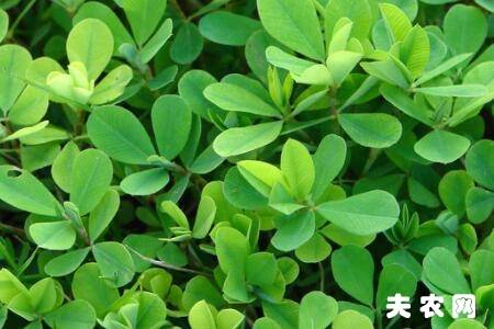 苜蓿草怎么喂兔子?_养兔