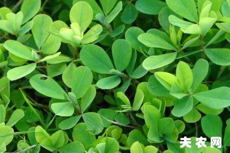 苜蓿草喂兔子要不要剪?_养兔