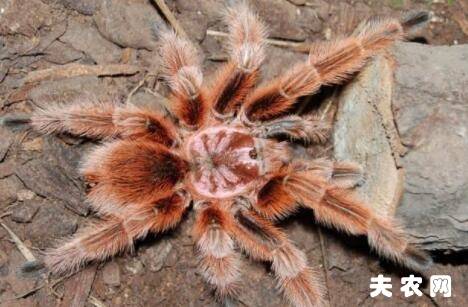 火玫瑰蜘蛛寿命多长_养殖问答