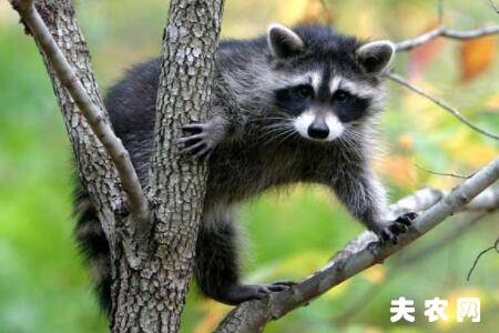 果子狸的产地分布_养殖问答