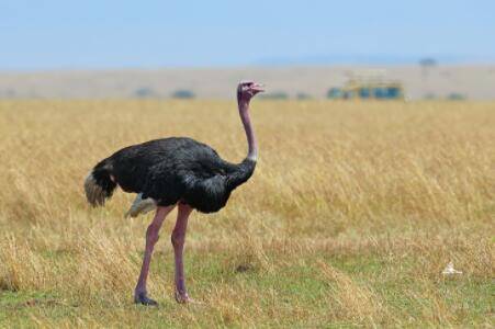 鸵鸟拉不出屎什么原因?_养殖问答