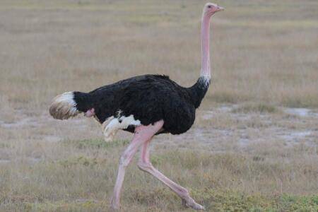 鸵鸟每秒能跑多少米?_养殖问答