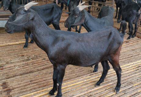 努比亚黑山羊和隆林黑山羊有什么区别_养羊