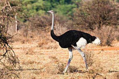 冬天鸵鸟会不会冻死?_养殖问答