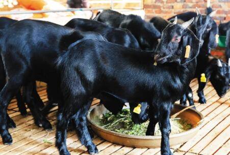 努比亚黑山羊和隆林黑山羊有什么区别_养羊