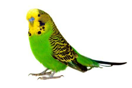 鹦鹉不停张嘴什么原因_养殖问答