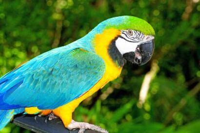 鹦鹉怎么分辨雌雄?_养殖问答