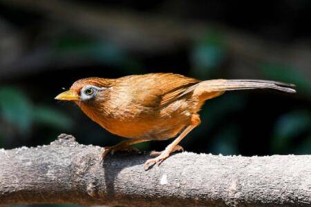 画眉吃哪些水果?_养殖问答