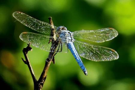 蜻蜓是不是益虫?_养殖问答