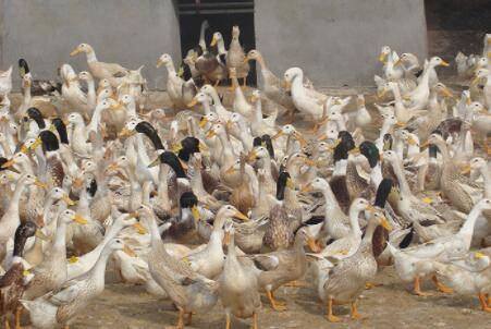 怎么对蛋鸭控料?_养鸭