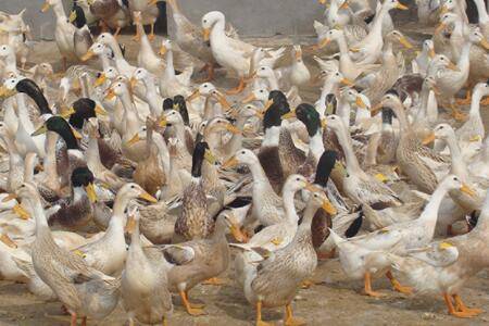 蛋鸭一平方养几只?_养鸭