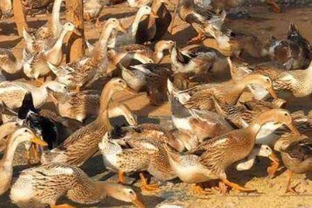 蛋鸭增蛋慢是什么原因?_养鸭