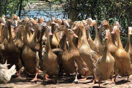 鸭出栏前喝葡萄糖的作用是什么_养鸭