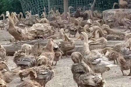 蛋鸭能不能喂酒糟?_养鸭