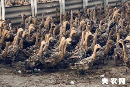 蛋鸭上产蛋高峰要多长时间?_养鸭