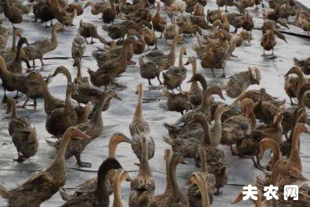 蛋鸭饲料中添加豆油的作用_养鸭