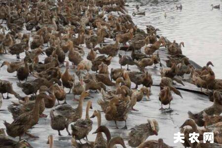 蛋鸭喂红糖有哪些好处_养鸭