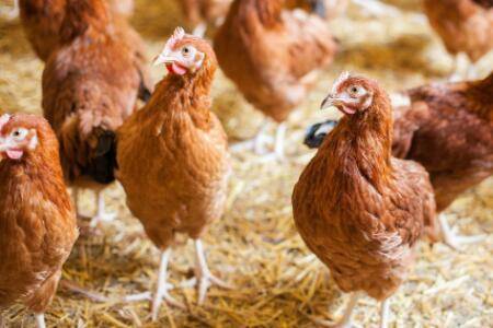 肉鸡喝水少什么原因?_养鸡