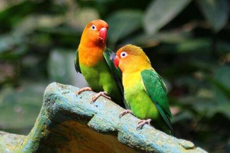 鹦鹉口吐白沫是怎么回事?_养殖问答