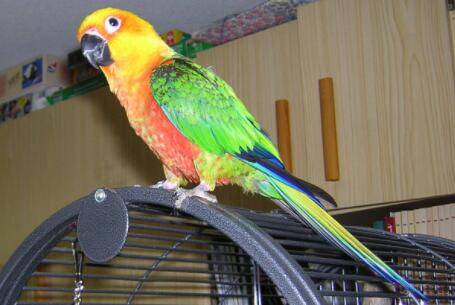 鹦鹉多大能洗澡?_养殖问答