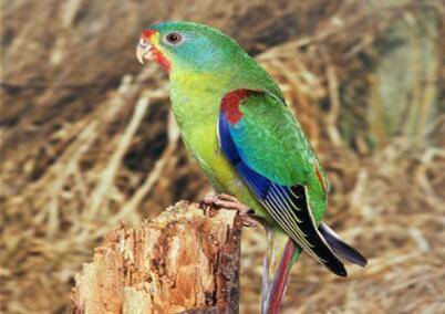 鹦鹉点头代表什么意思?_养殖问答