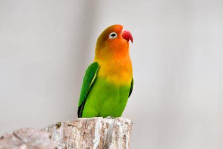 鹦鹉掉羽毛怎么回事?_养殖问答