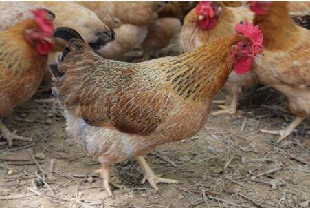 文昌鸡是什么鸡品种?_养鸡