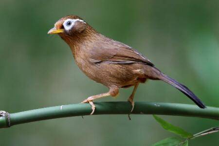 画眉繁殖笼多大为好?_养殖问答