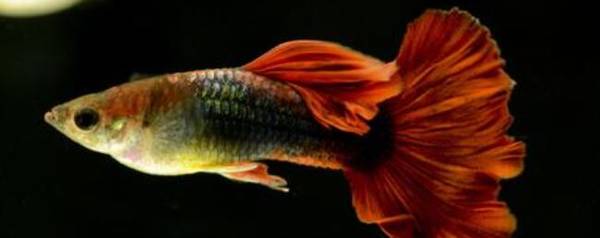 孔雀鱼一天喂食几次_养鱼