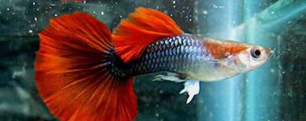 孔雀鱼卵几天孵化成幼鱼_养殖问答