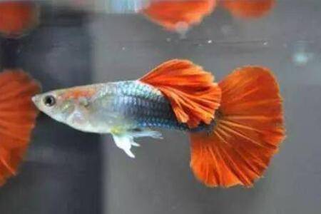孔雀鱼可以剖腹产吗?_养鱼