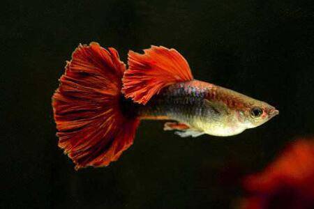 孔雀鱼生两条鱼后不生了什么原因_养鱼