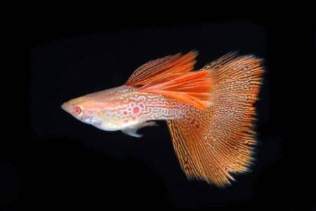 孔雀鱼生小鱼时难产怎么办?_养鱼