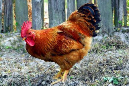 鸡尾巴上的黄色东西是什么_养鸡