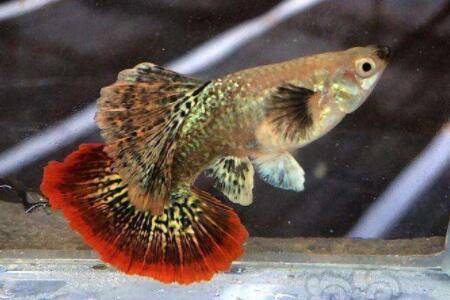 孔雀鱼迟迟不生什么_养鱼