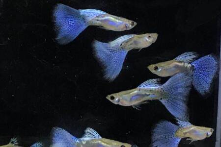 孔雀鱼生小鱼时难产怎么办?_养鱼