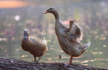 蛋鸭什么时间开产?_养鸭