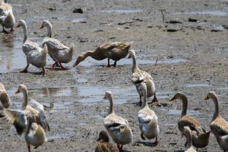 蛋鸭高峰期多长时间_养鸭