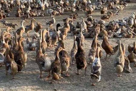 蛋鸭开产日龄是多少_养鸭