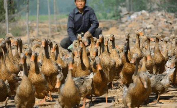 蛋鸭开产日龄是多少_养鸭