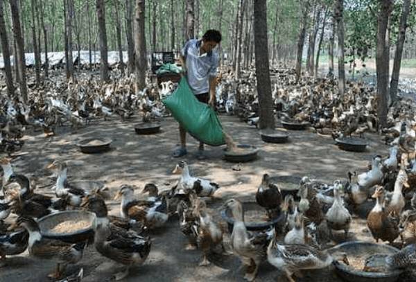 从外形判断是否高产蛋鸭,蛋鸭的外形不会说谎_养鸭
