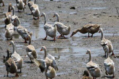蛋鸭开产前瘫什么原因_养鸭