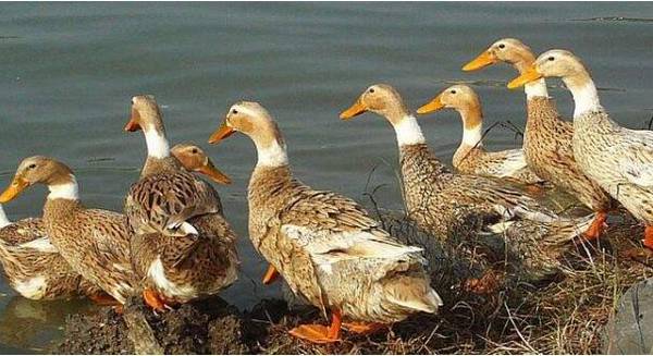 影响蛋鸭产蛋率的环境因素_养鸭