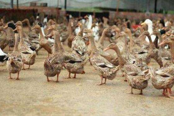 蛋鸭开产前瘫怎么办_养鸭