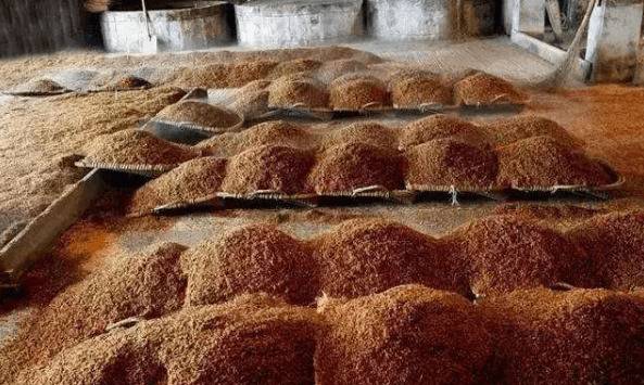 蛋鸭能不能喂酒糟?_养鸭