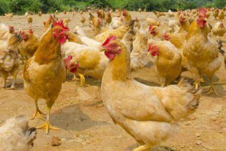 肉鸡每平方饲养多少只?_养鸡