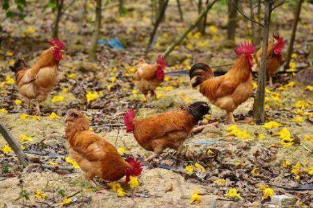 肉鸡母鸡会下蛋?_养鸡