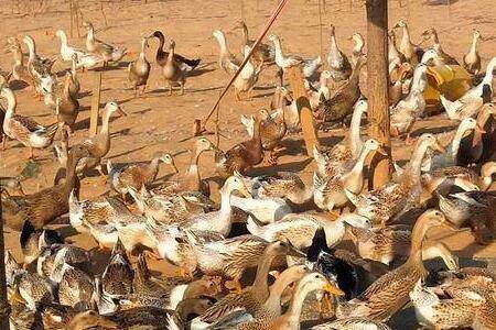 蛋鸭多维要不要天天喂?_养鸭